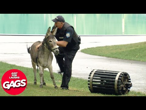Best Of Wild Animal Pranks 2023