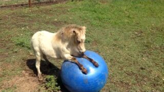 Funniest Pet Fails!