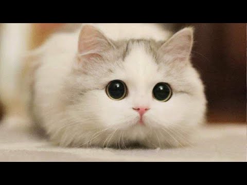 More Cute Animals for When You are Stressed