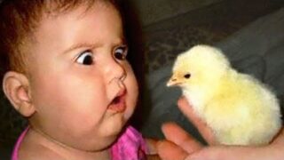 Funniest Moment Of Baby And Animals