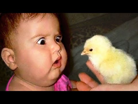 Funniest Moment Of Baby And Animals