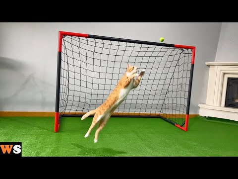 Goalkeeper Cat Got Snubbed from World Cup!