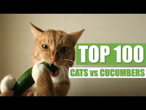 Top 100 Cats vs Cucumbers