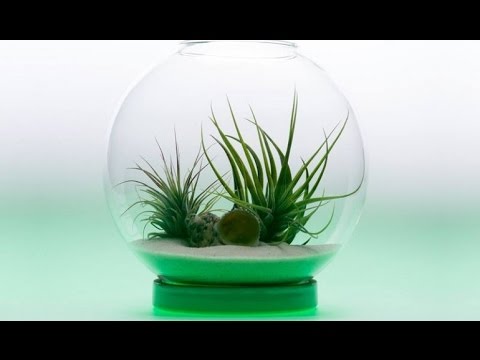 Top 5 Smart Indoor Garden Gadgets Invention