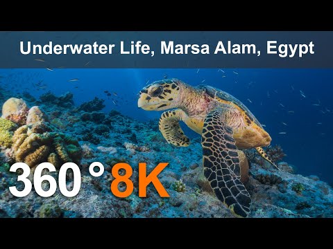 Underwater Life, Marsa Alam, Egypt