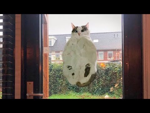 Best Funny Animal Videos Of The 2023