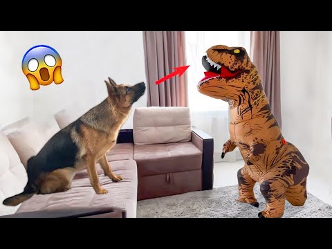 Dogs Reaction To Crazy Things