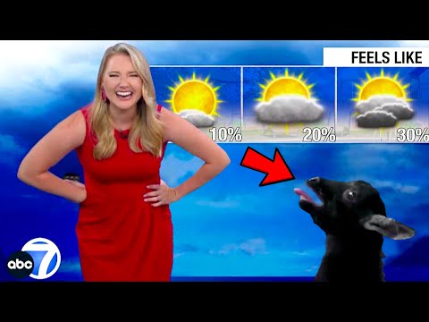 Best News Bloopers July 2023