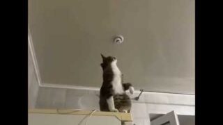 Cat Fixes a Loose Light Bulb
