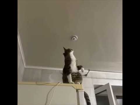Cat Fixes a Loose Light Bulb