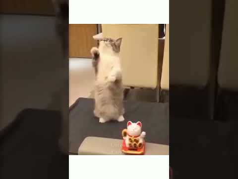 Cat Imitating a Lucky Waving Cat