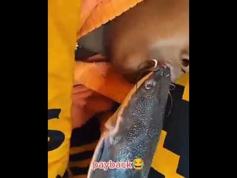 Girlfriend Kiss Prank with Fish