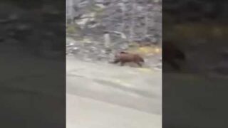 Grizzly bear running at full speed