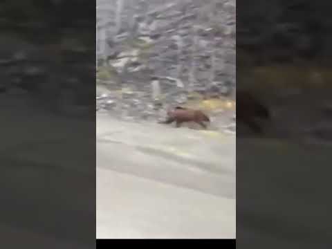 Grizzly bear running at full speed