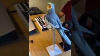 It’s Birdman on the MIC, drop the beat