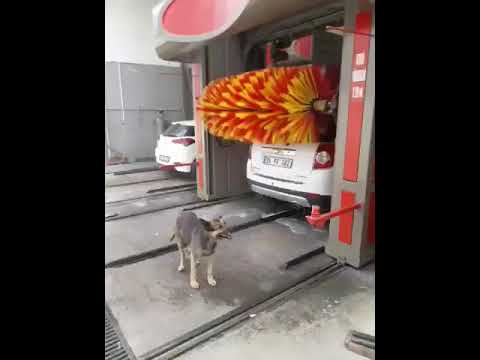 Smart Dog Having A Free Scrub At A Car Wash