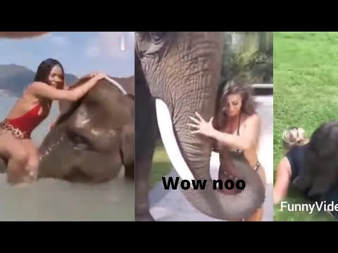Elephant with hot girls