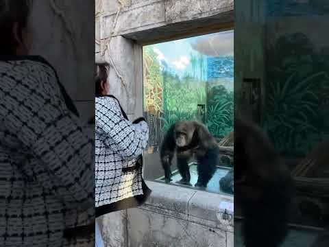 Chimpanzee likes imitation…