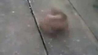 Wind up dog chase tail