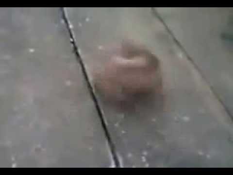 Wind up dog chase tail