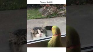 Hilarious Parrot Plays Peek-a-boo with cat!