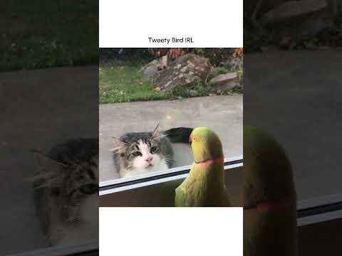 Hilarious Parrot Plays Peek-a-boo with cat!