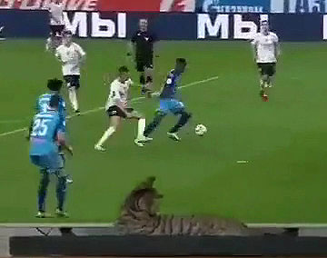 Cat watch soccer match but…