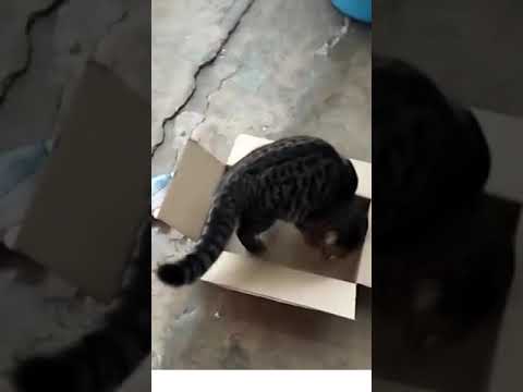 Every cats wants their spaces…