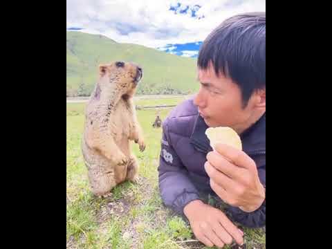 Groundhog Eating Biscuits