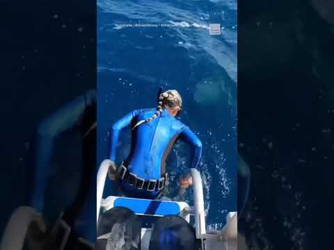 Woman sub nearly dives into shark’s mouth